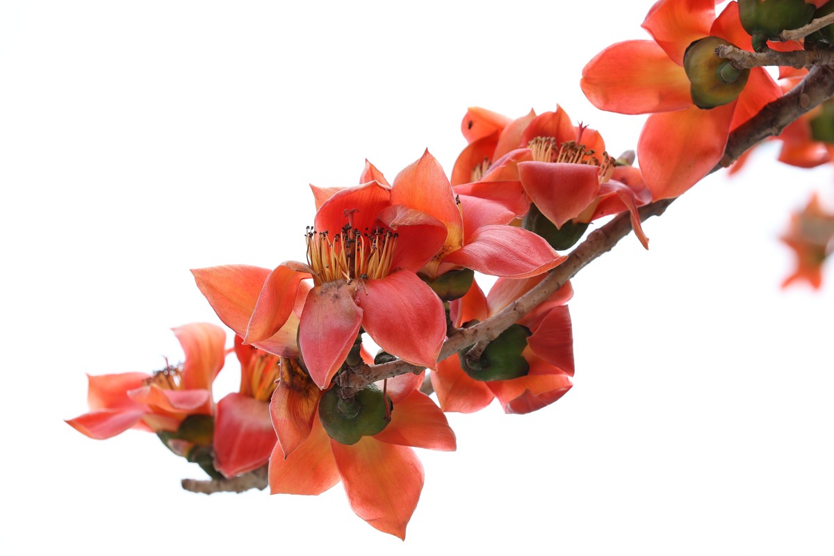 木棉花（东秀亨滘2024）