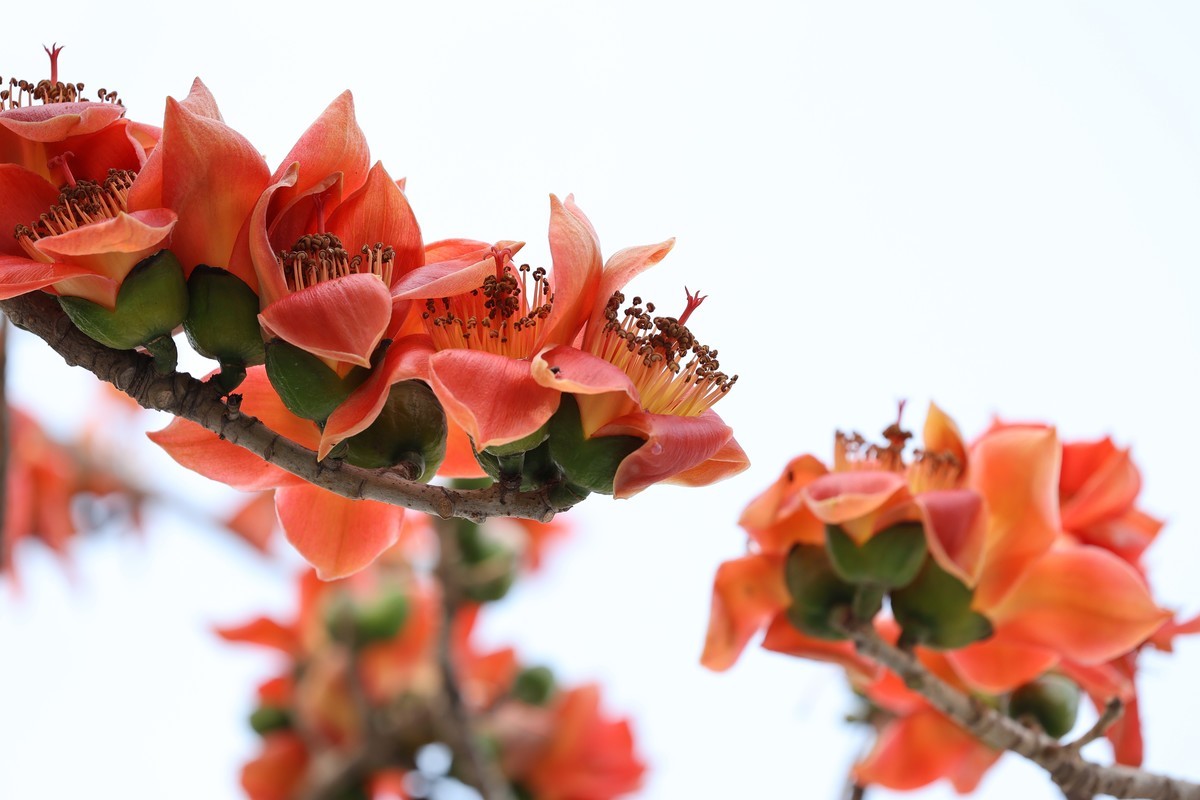 木棉花（东秀亨滘2024）