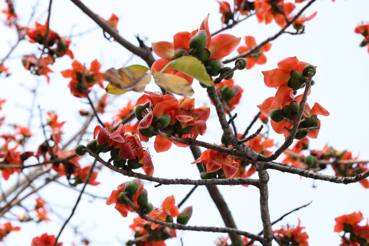 木棉花（东秀亨滘2024）