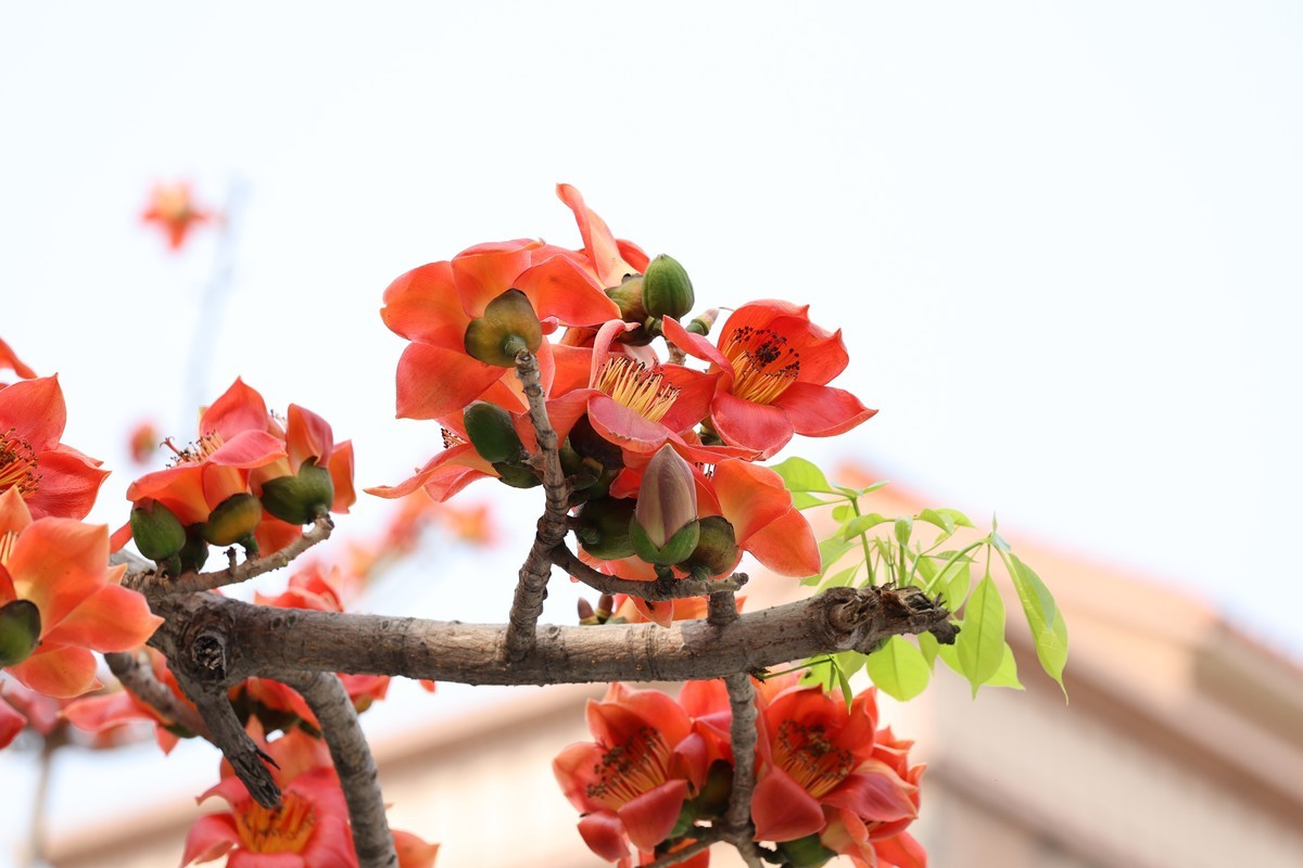 木棉花（东秀亨滘2024）