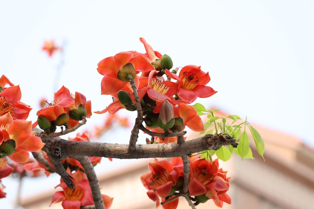 木棉花（东秀亨滘2024）