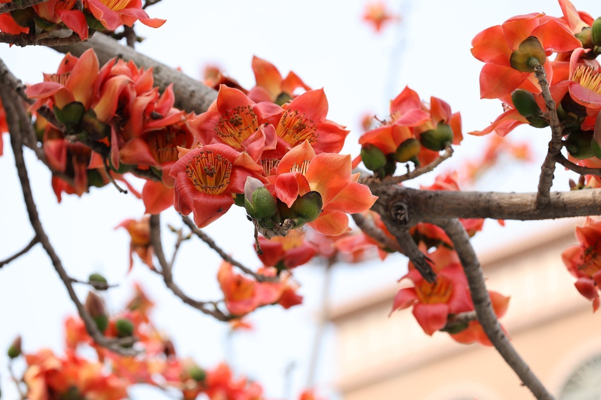 木棉花（东秀亨滘2024）