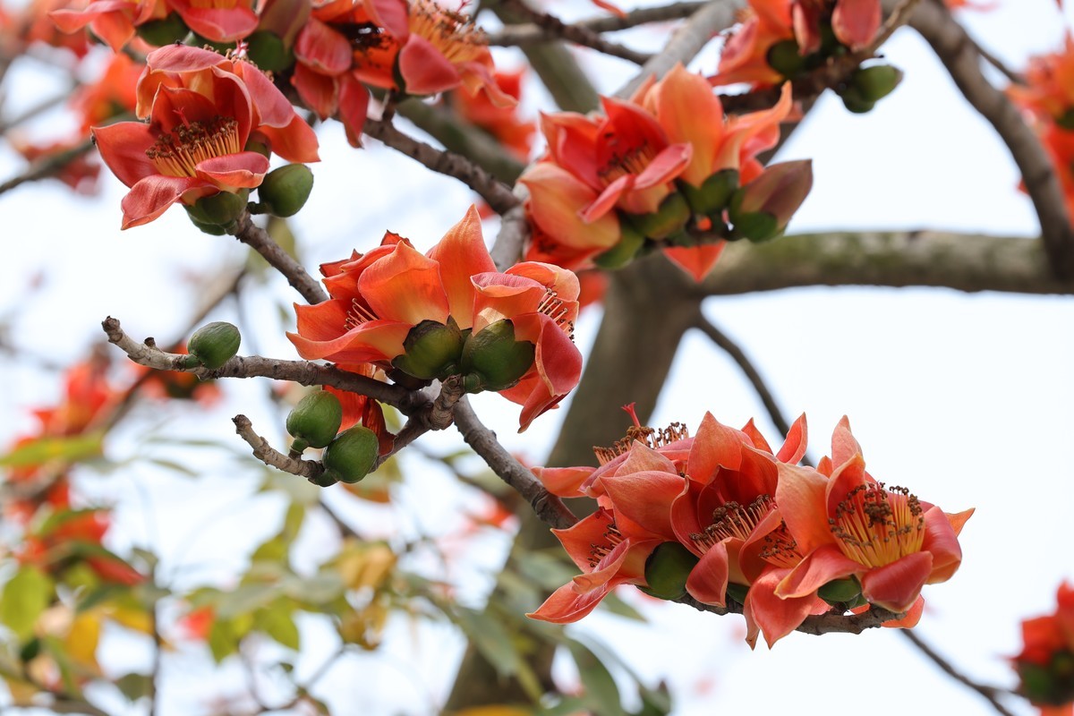 木棉花（东秀亨滘2024）