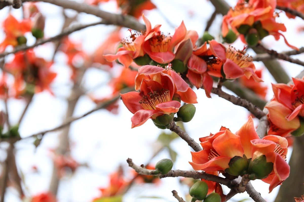 木棉花（东秀亨滘2024）