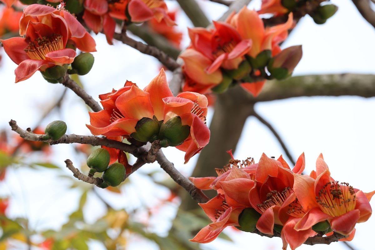 木棉花（东秀亨滘2024）