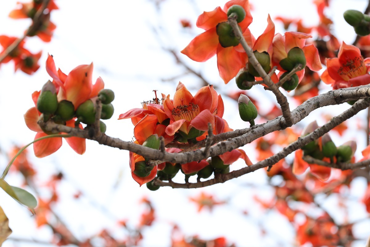 木棉花（东秀亨滘2024）