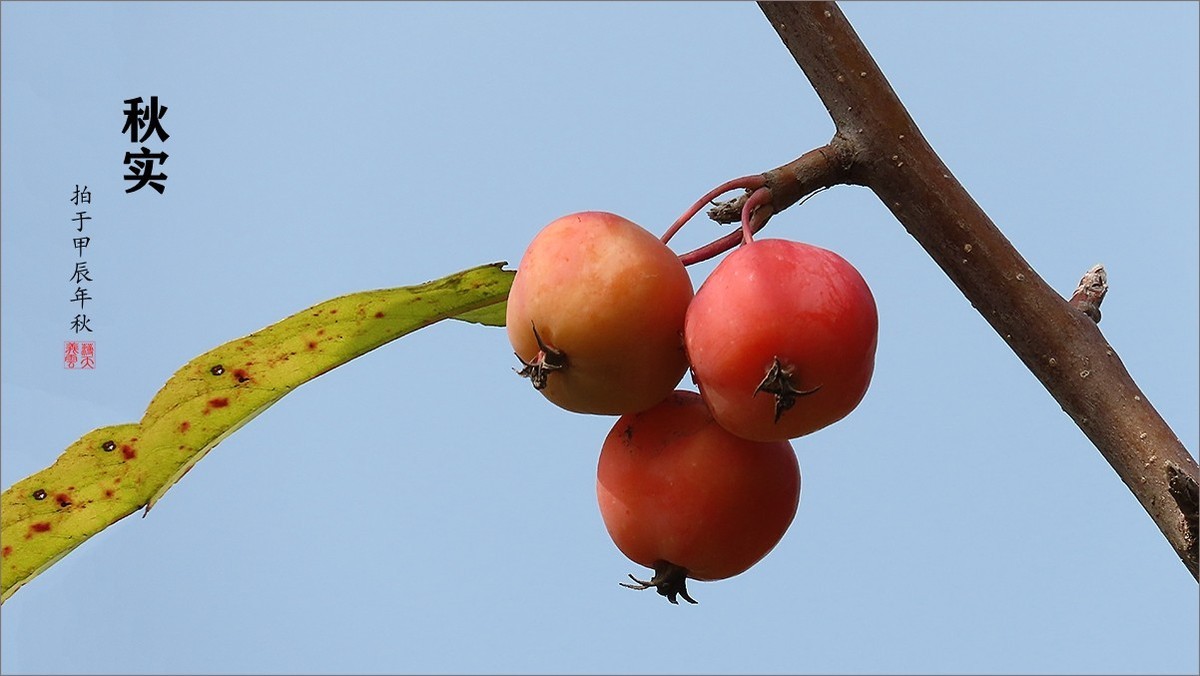 秋的浪漫秋色，秋实