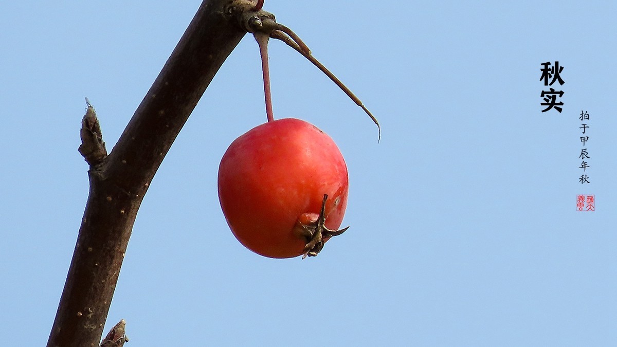 秋的浪漫秋色，秋实