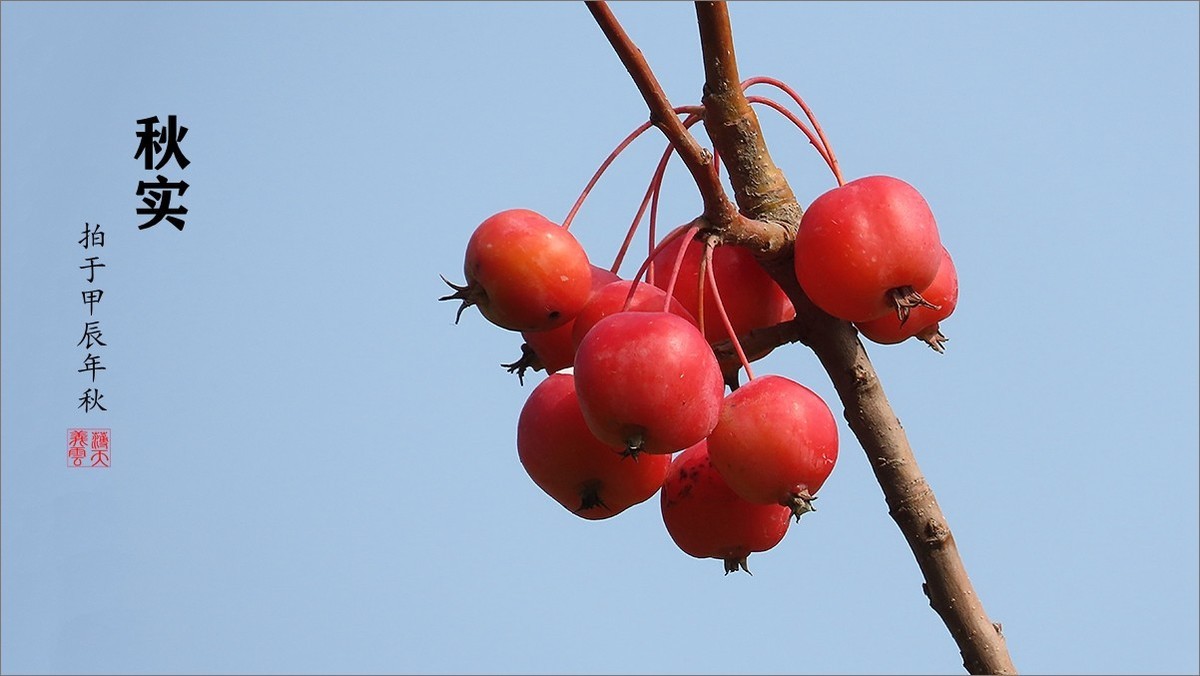 秋的浪漫秋色，秋实