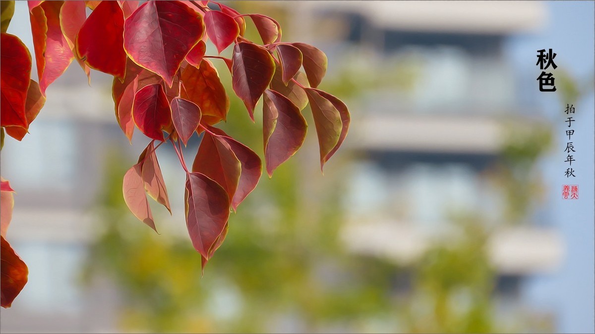 秋的浪漫秋色，秋实