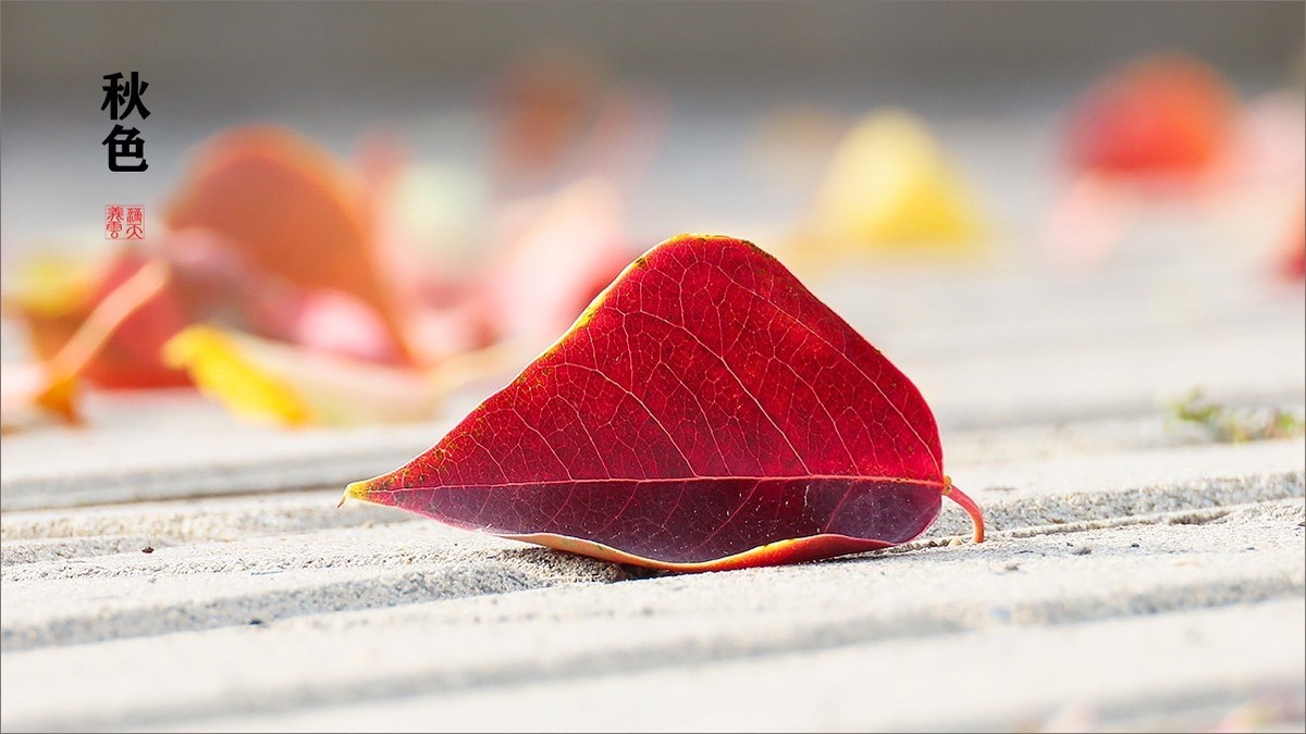 秋的浪漫秋色，秋实
