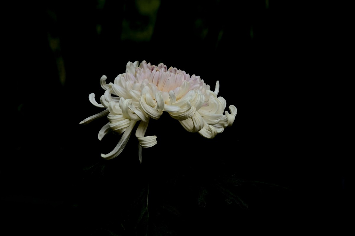 菊花随拍