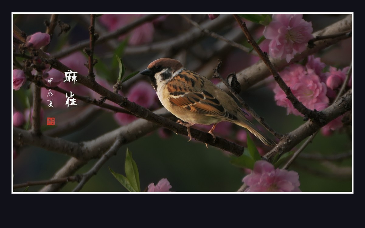 小小麻雀闹花枝