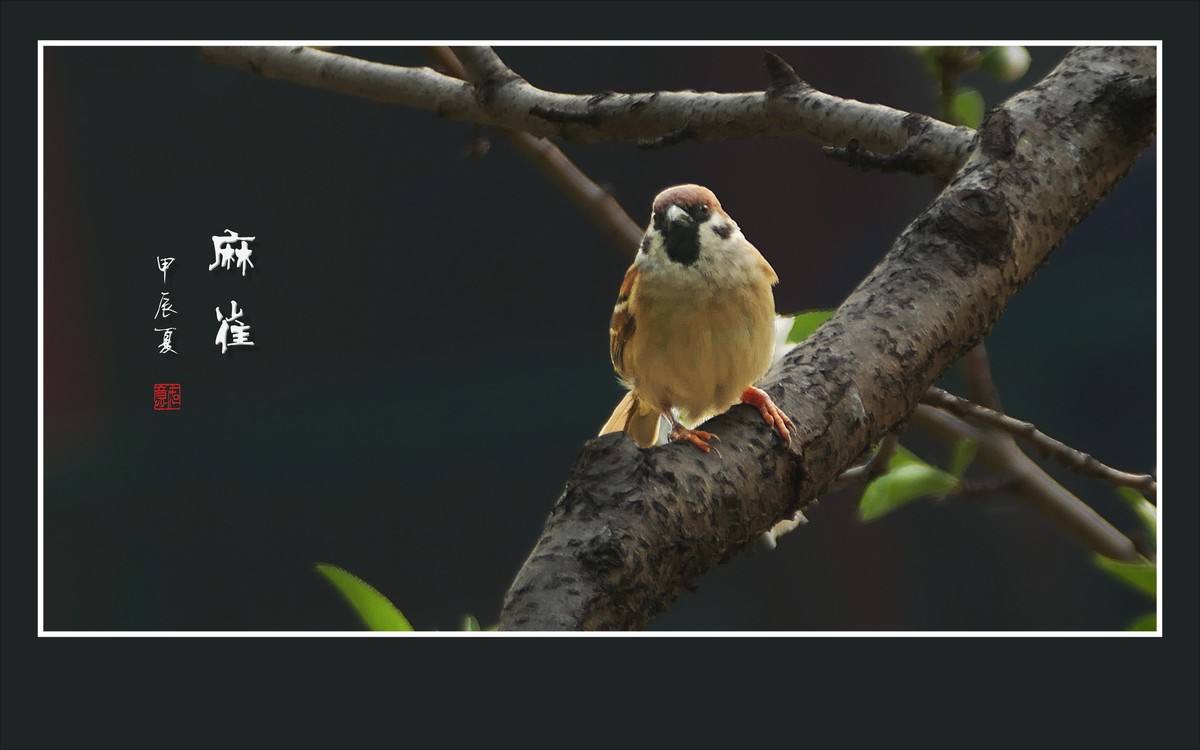 小小麻雀闹花枝