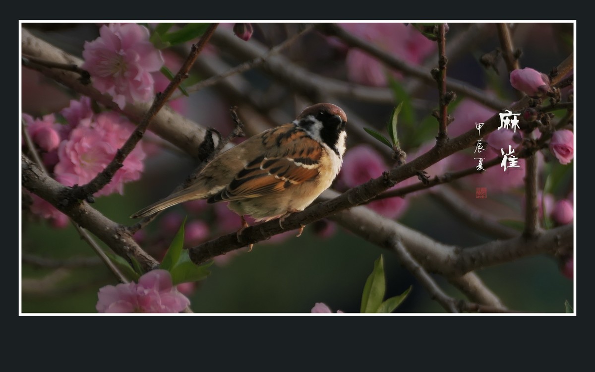 小小麻雀闹花枝