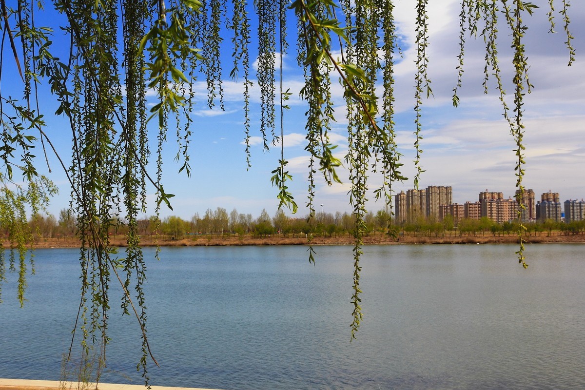 滹沱河畔春光美