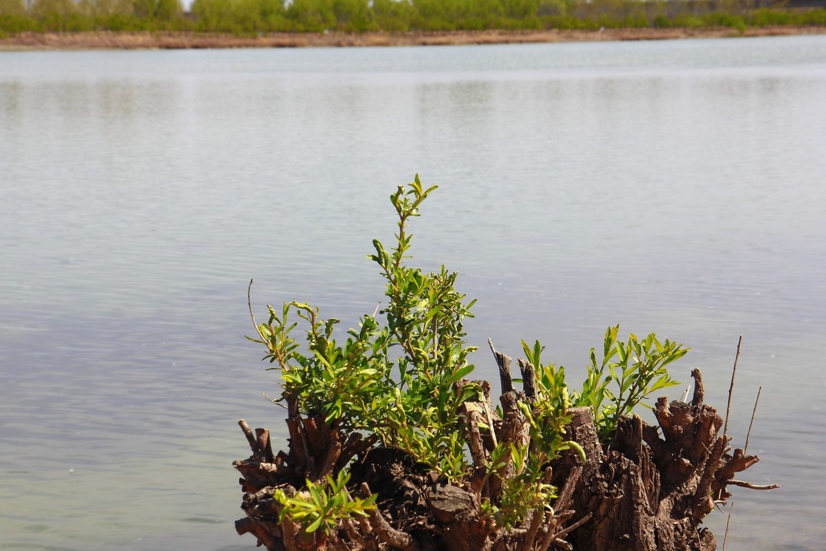 滹沱河畔春光美
