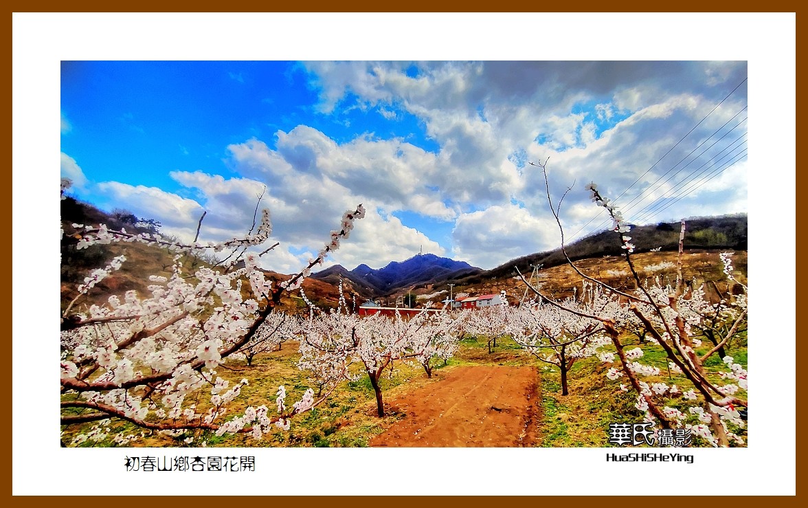 我爱家乡—初春山乡杏园花开（鞍山市花麦屯）
