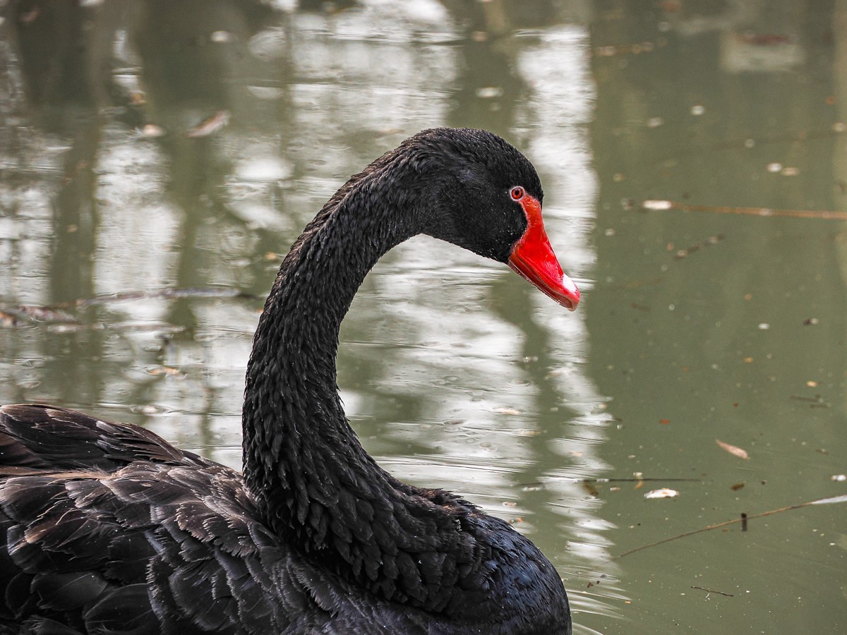 南-海子公园的黑天鹅和灰鹤