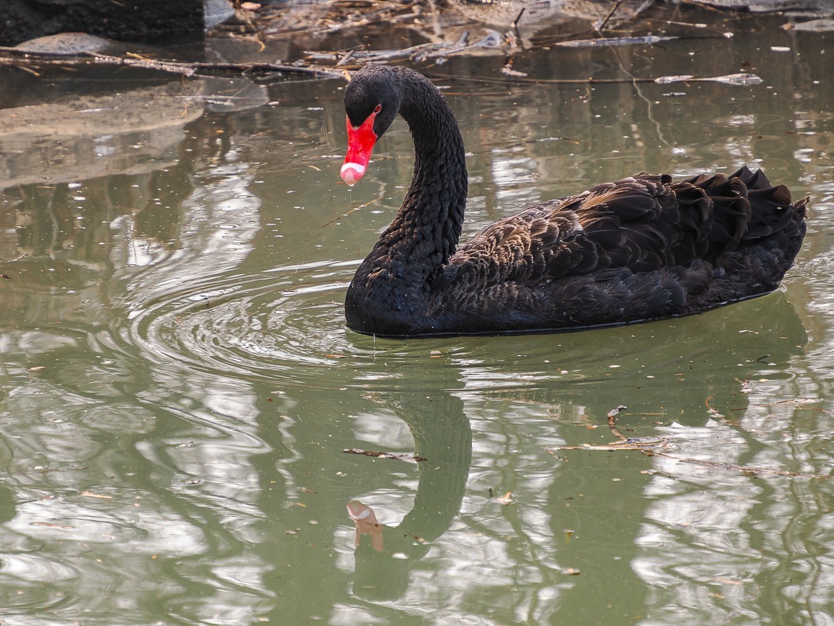 南-海子公园的黑天鹅和灰鹤