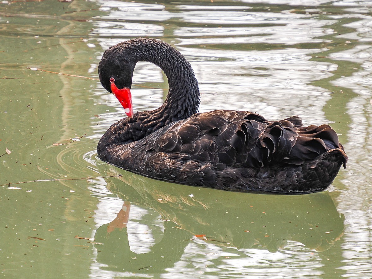 南-海子公园的黑天鹅和灰鹤