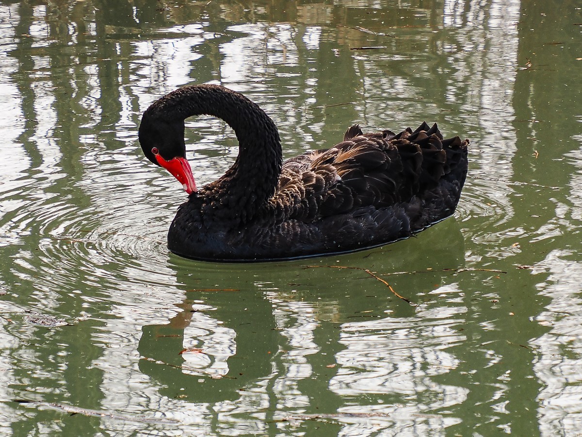 南-海子公园的黑天鹅和灰鹤