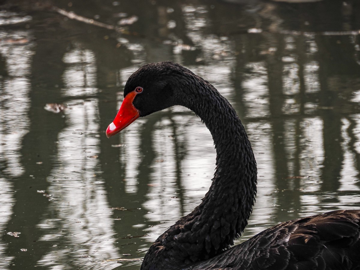 南-海子公园的黑天鹅和灰鹤