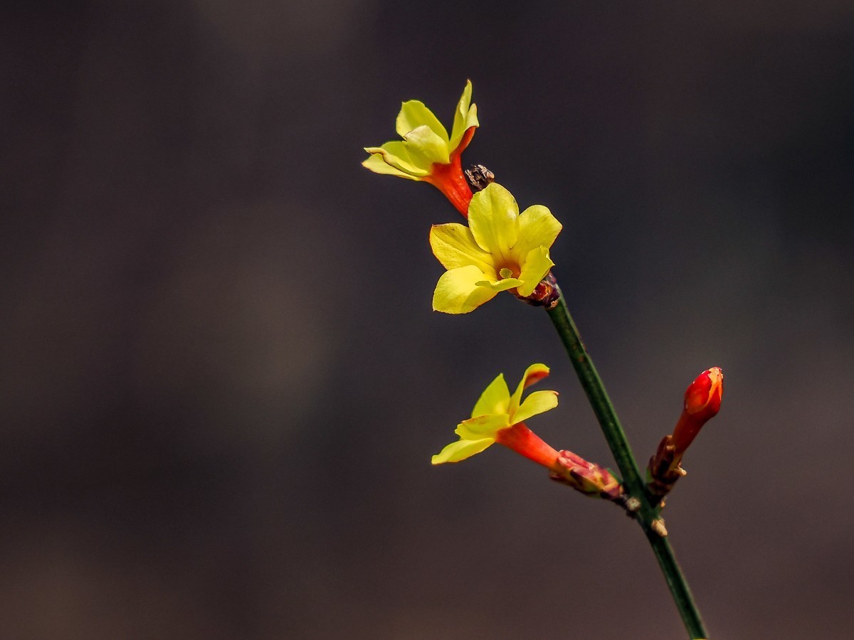 南-海子公园的黑天鹅和灰鹤