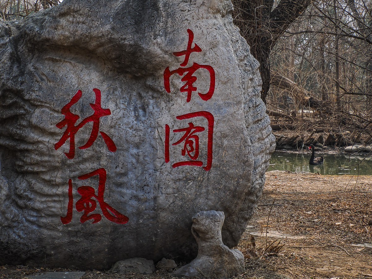 南-海子公园的黑天鹅和灰鹤