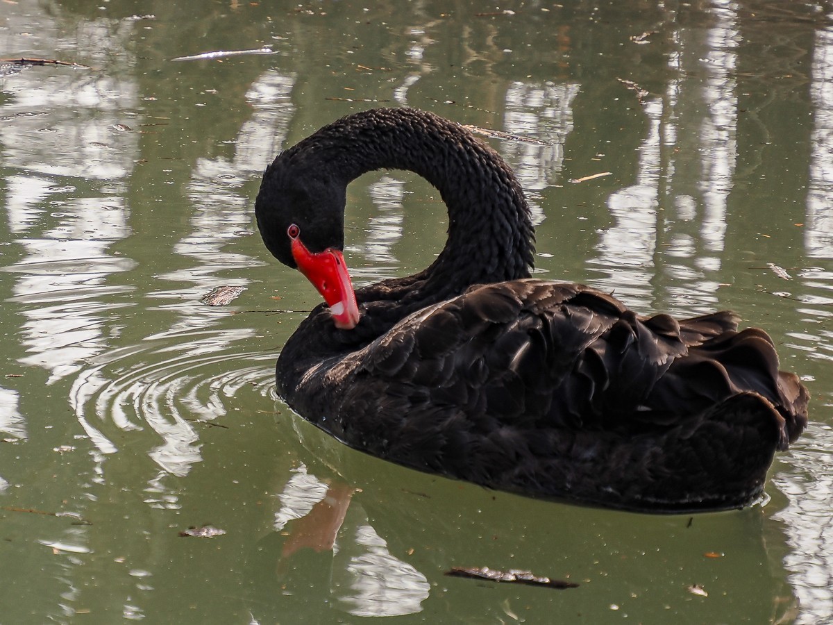南-海子公园的黑天鹅和灰鹤