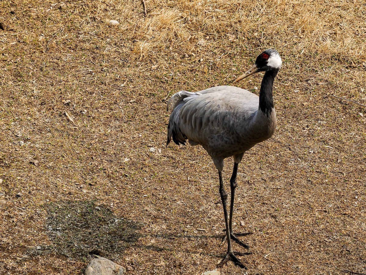 南-海子公园的黑天鹅和灰鹤