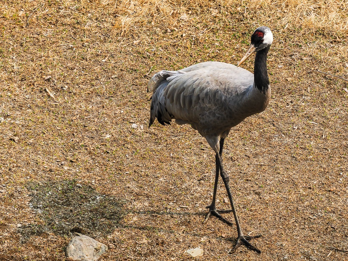南-海子公园的黑天鹅和灰鹤