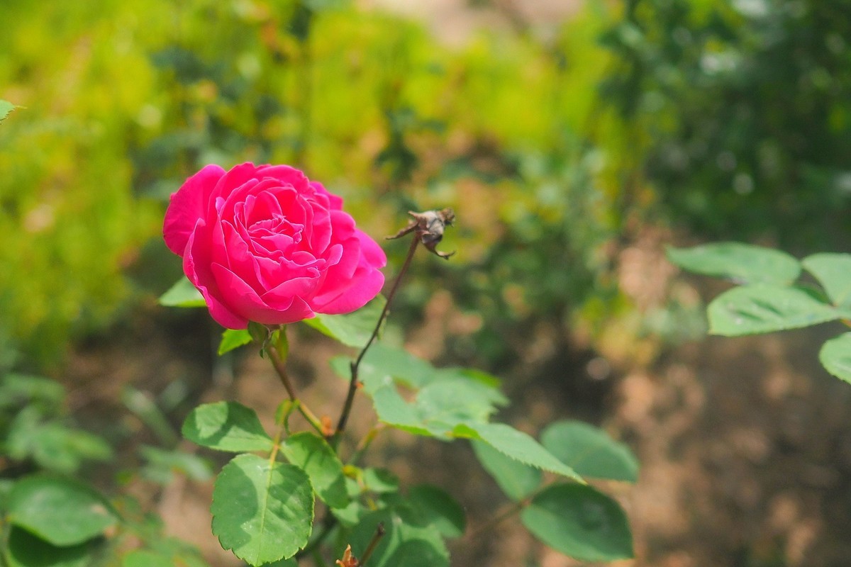 春日·月季公园