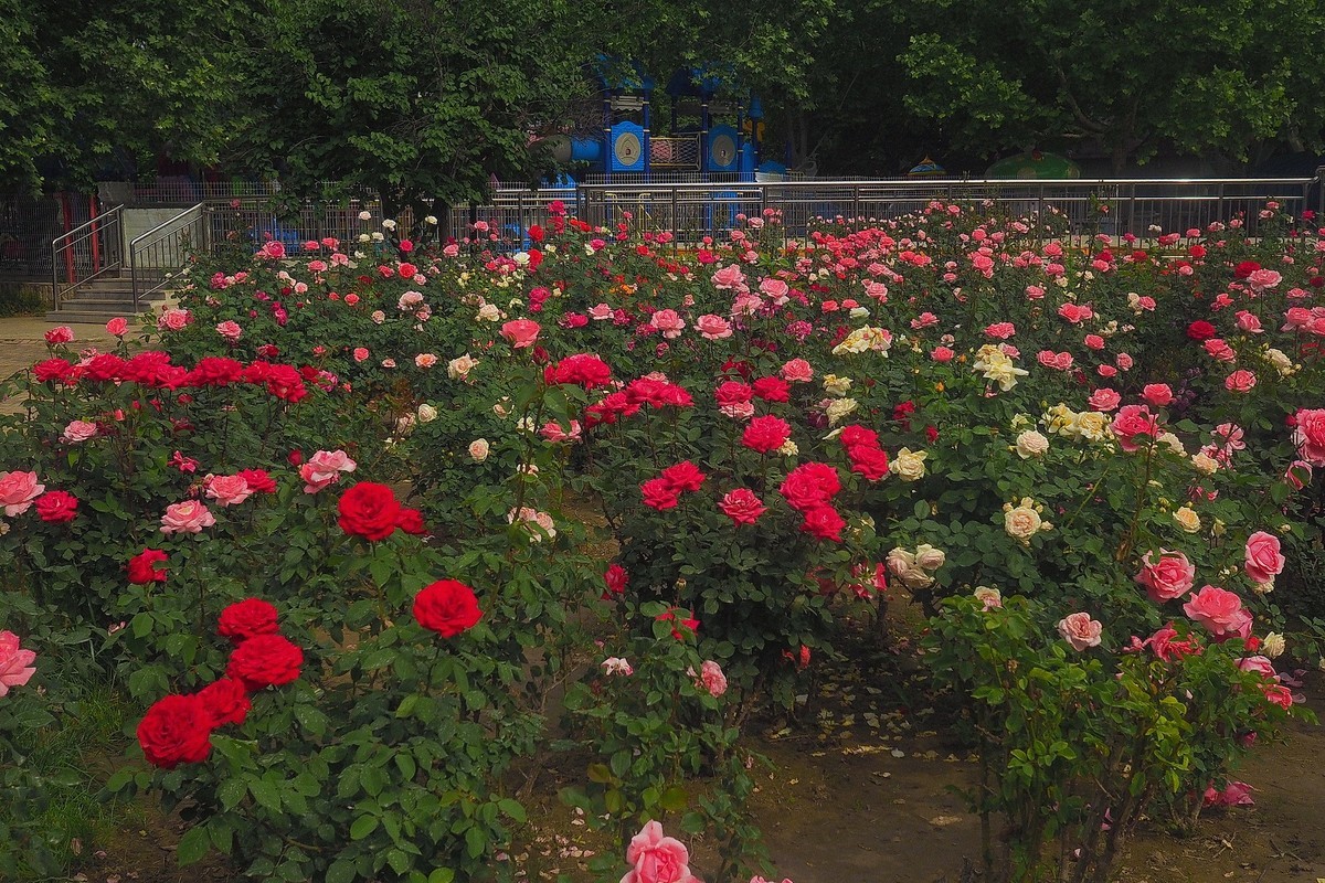 春日·月季公园