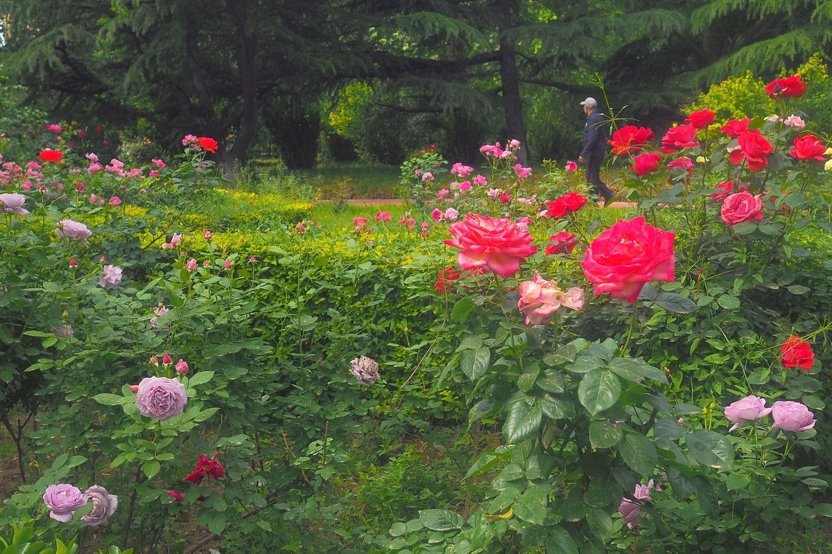 春日·月季公园