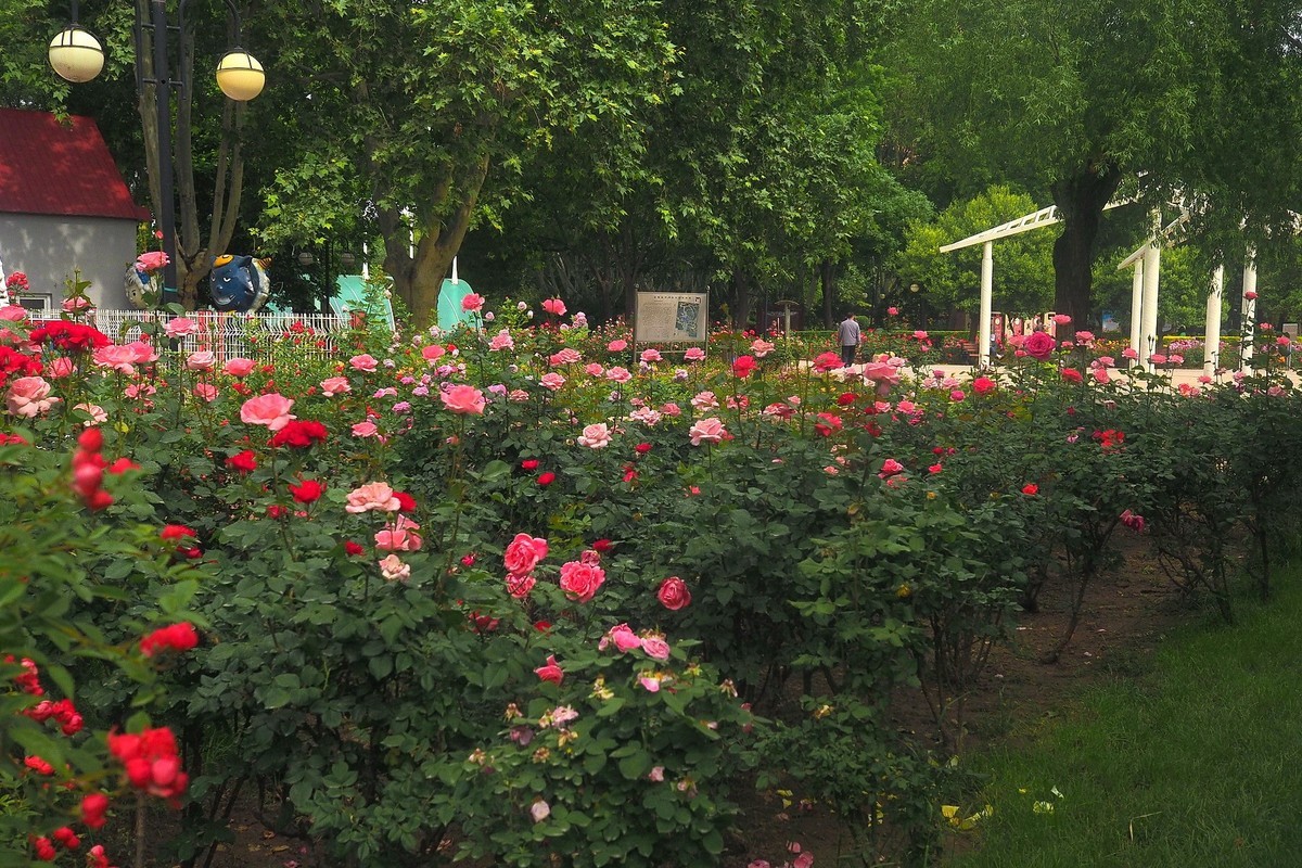 春日·月季公园