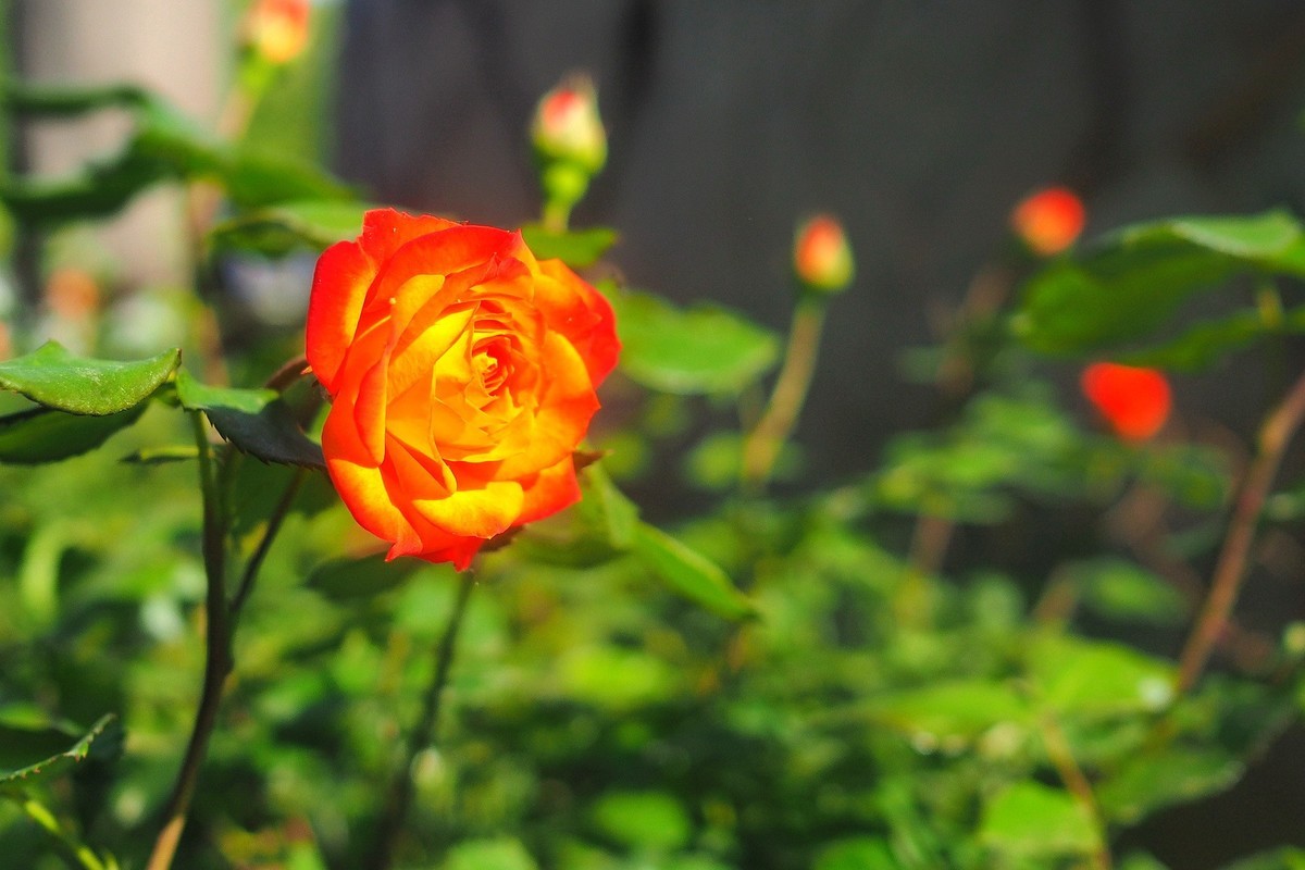 春日·月季公园