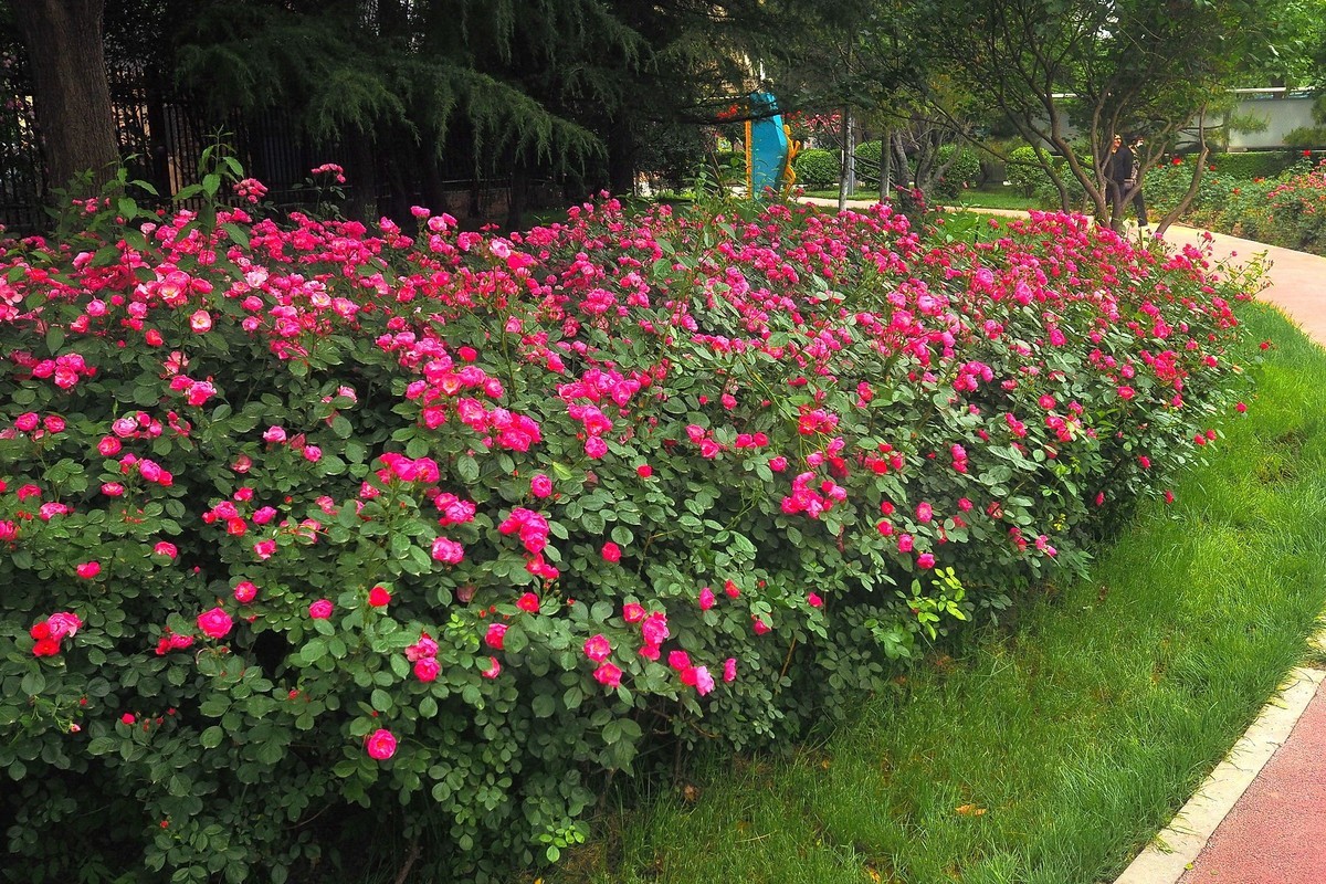 春日·月季公园