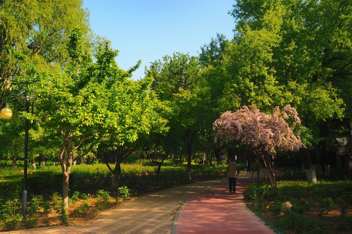 春日·月季公园