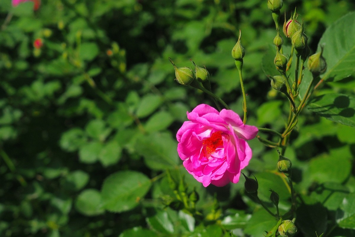 春日·月季公园