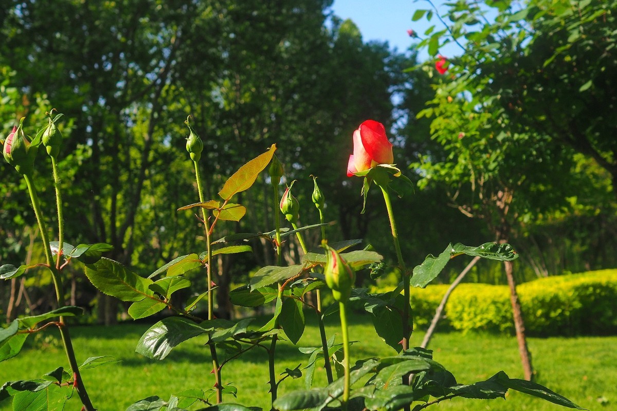 春日·月季公园