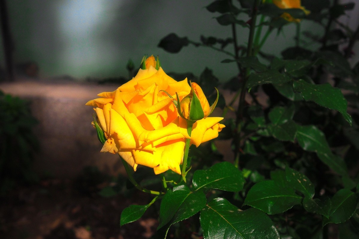 春日·月季公园