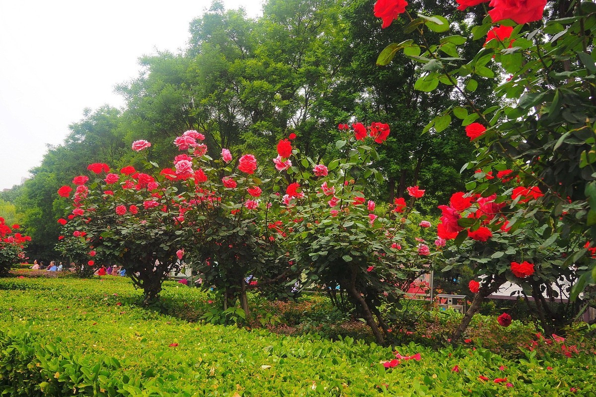 春日·月季公园