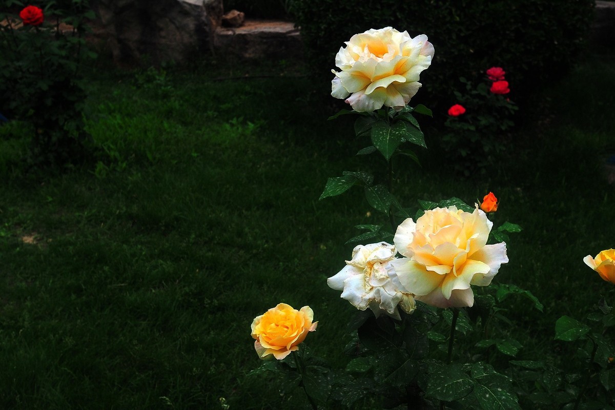 春日·月季公园