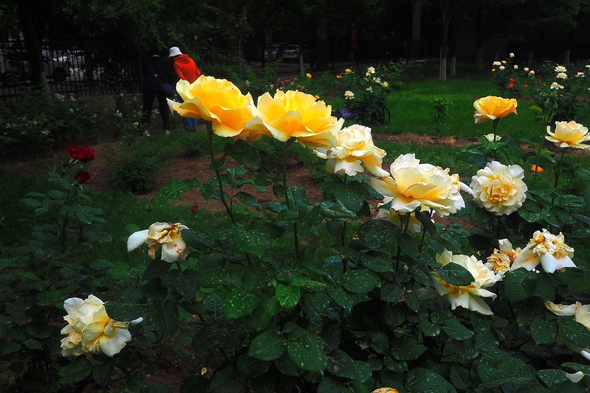 春日·月季公园