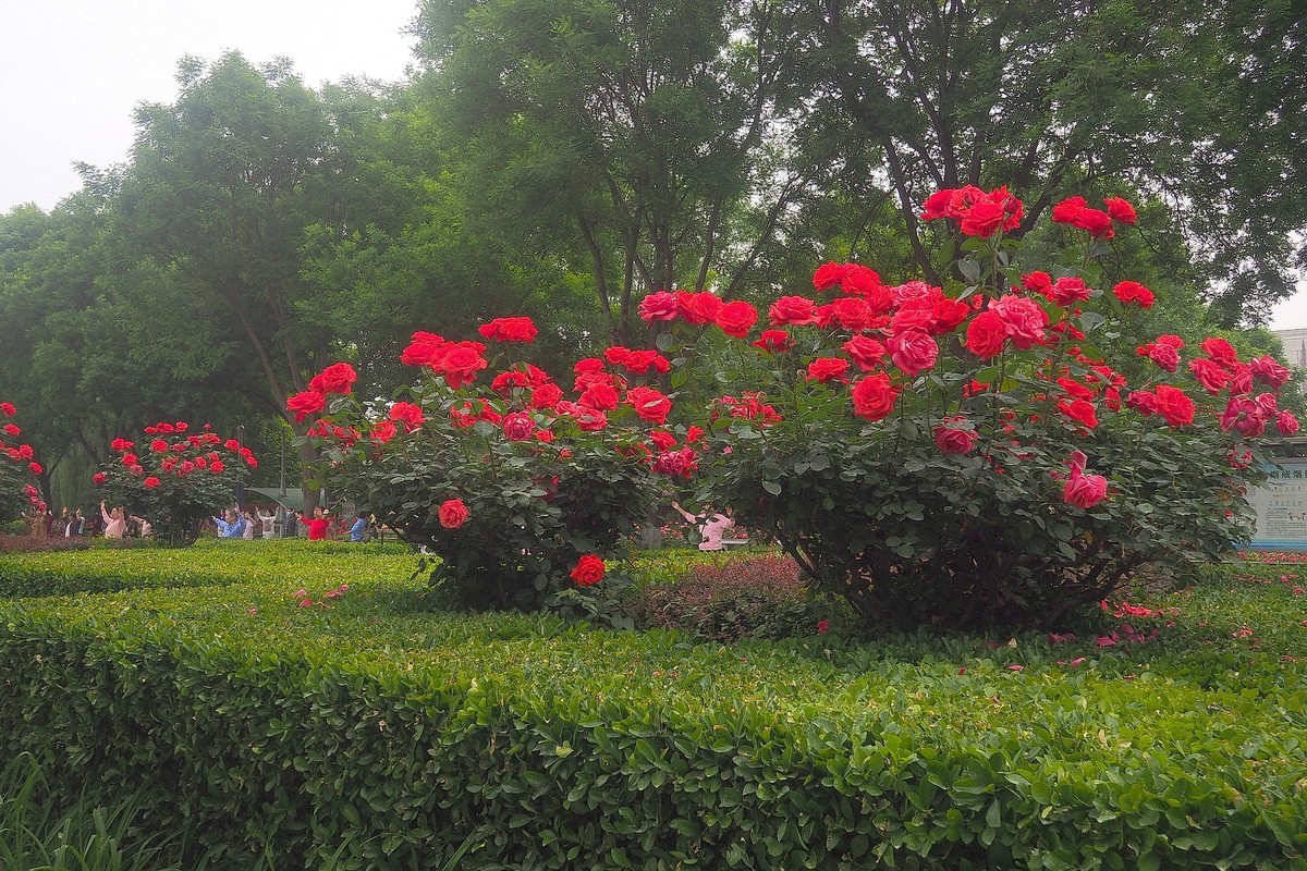春日·月季公园