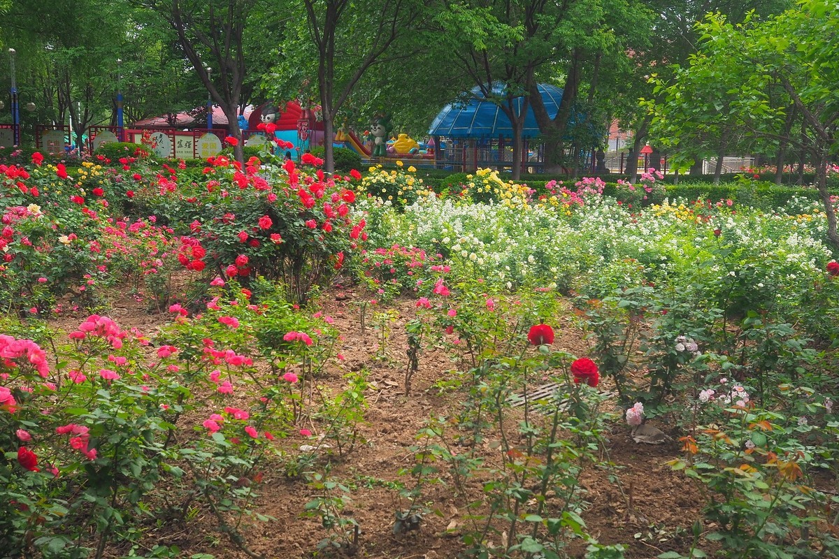 春日·月季公园