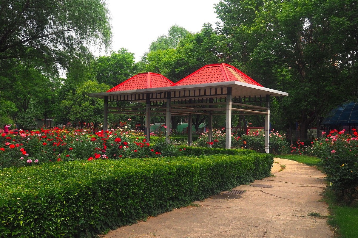 春日·月季公园