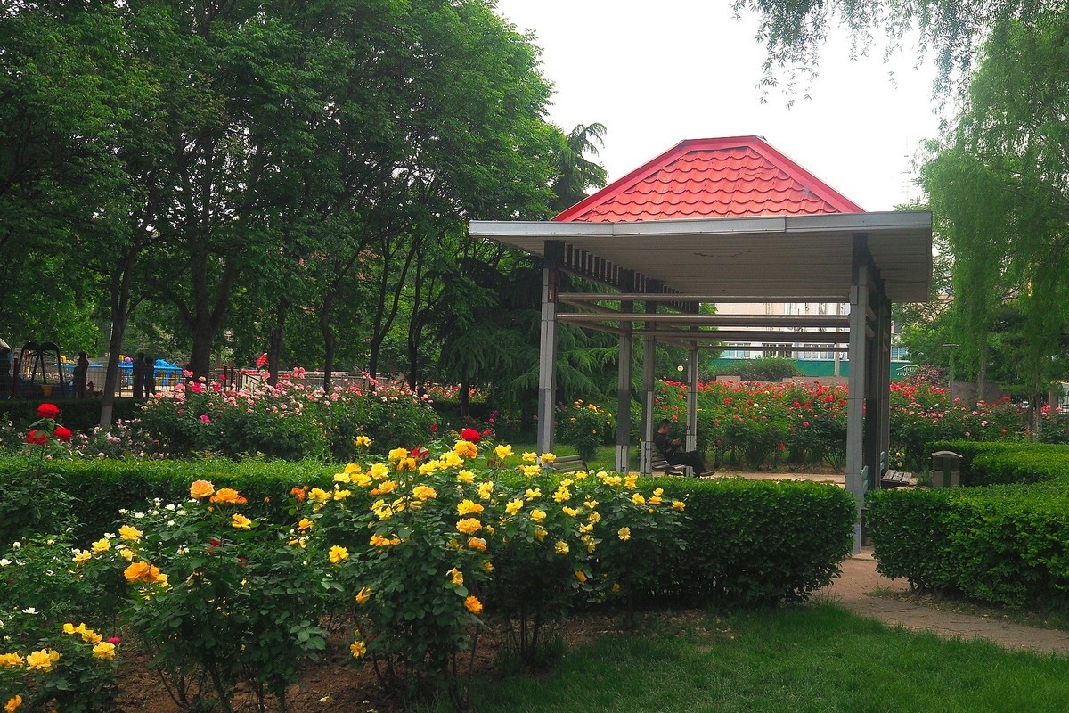 春日·月季公园