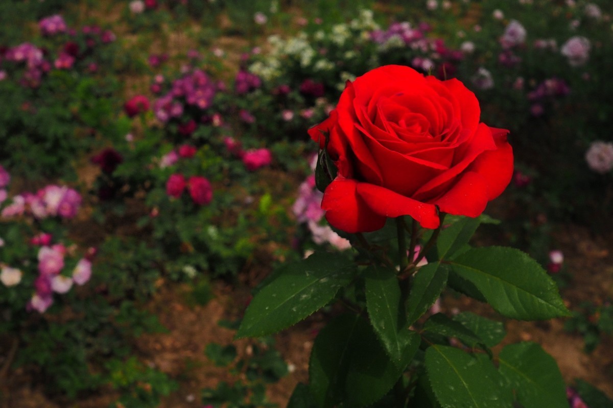 春日·月季公园